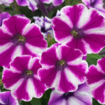 Petunia Bubbles Magenta Split